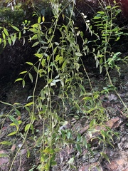 Coptosapelta diffusa