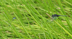 Lestes praemorsus decipiens