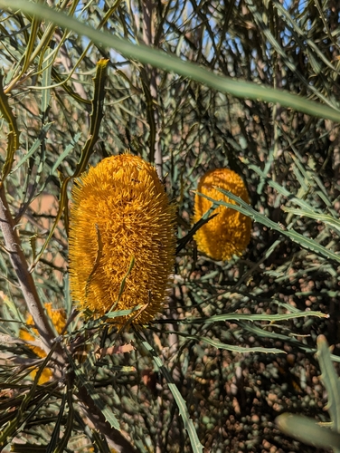 Banksia benthamiana