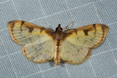 Goniorhynchus