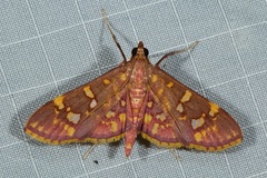 Ischnurges gratiosalis