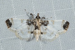Analyta apicalis