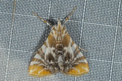 Macaretaera hesperis