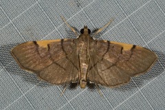 Omiodes dispilotalis