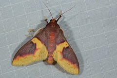 Pachynoa purpuralis