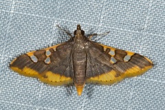 Prophantis adusta