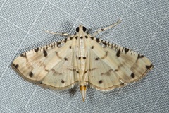 Pycnarmon