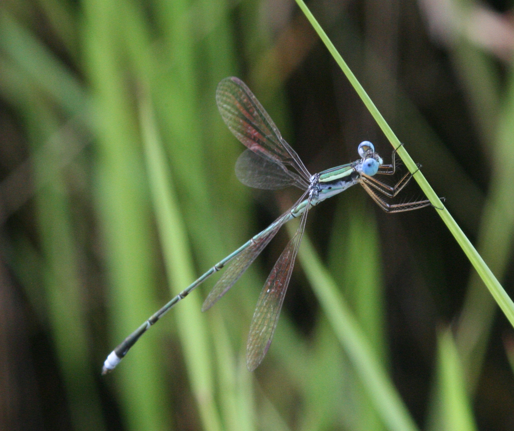 Lestes nigriceps