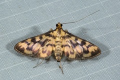Rhimphalea