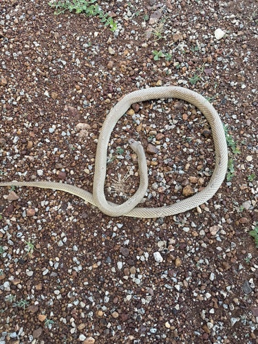 Eastern Brown Snake sighting