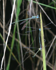 Lestes nigriceps