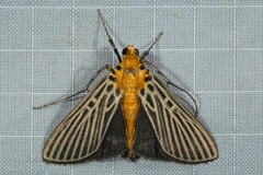 Tyspanodes exathesalis