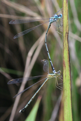 Lestes nigriceps