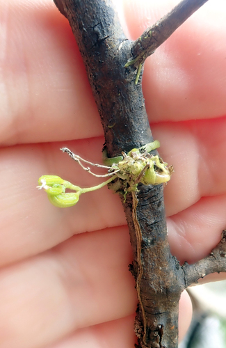 New Zealand spaghetti orchid (Taeniophyllum northlandicum)