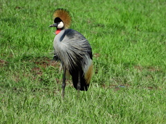 Balearica regulorum regulorum