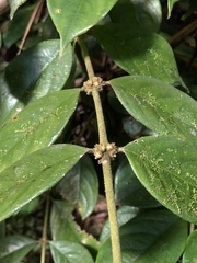 Lasianthus hispidulus