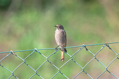 Phoenicurus ochruros