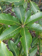 Pittosporum undulatum