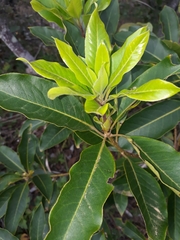 Pittosporum undulatum