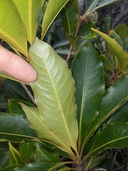 Pittosporum undulatum