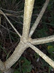 Pittosporum undulatum