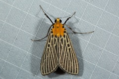 Tyspanodes exathesalis