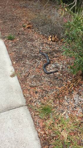 Red-bellied Black Snake sighting