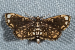 Gethosyne aequivocalis