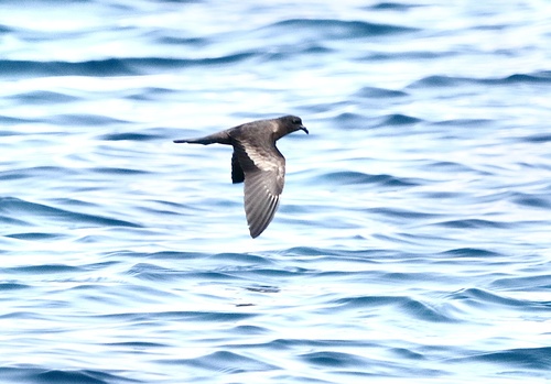 Black Storm-Petrel (Hydrobates melania)