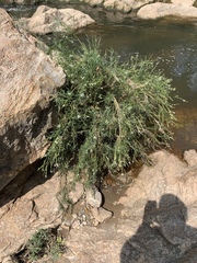 Gomphostigma virgatum