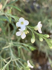 Gomphostigma virgatum