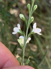 Gomphostigma virgatum