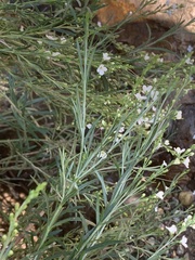 Gomphostigma virgatum