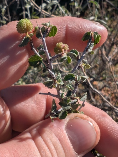 Dense Ayenia