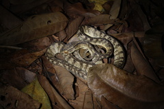 Pareas carinatus
