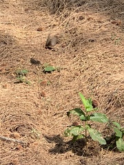 Pachliopta aristolochiae