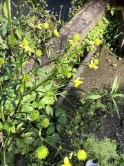 Ranunculus silerifolius