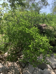Vanguerieae