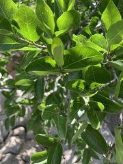 Vanguerieae