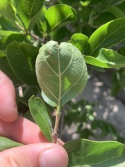 Vanguerieae