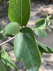 Vanguerieae