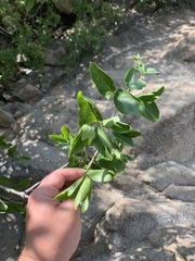 Vanguerieae