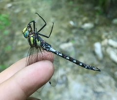 Caliaeschna microstigma