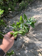 Vanguerieae