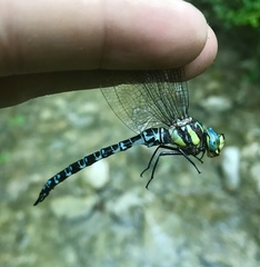 Caliaeschna microstigma