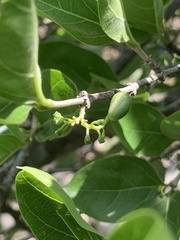 Vanguerieae