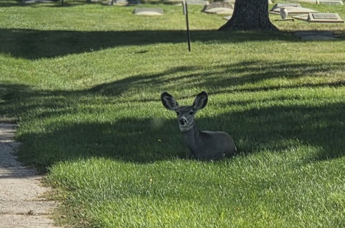 Mule Deer