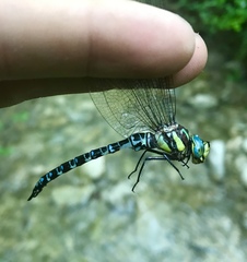 Caliaeschna microstigma