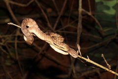 Pareas carinatus