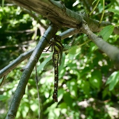 Caliaeschna microstigma